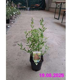 Lythrum salicaria C 1,4 L